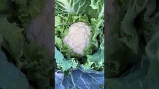 Grow CLEAN White Cauliflower at Home with THIS ONE Simple Trick#shorts
