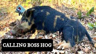 BOSS HOG! Calling Wild Pigs in Daytime! S12E2