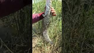 Catch a catfish in Khorezm