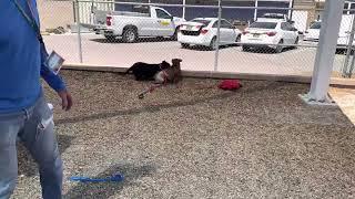 Janet and Chanel, two shelter dogs having a play date