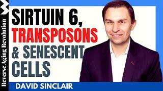 DAVID SINCLAIR “Sirtuin 6, Retrotransposons & Senescent Cells” | Dr David Sinclair Interview Clips