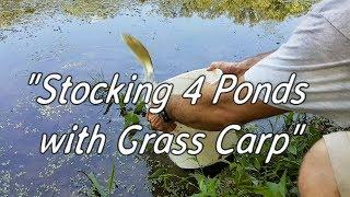 Stocking 4 Ponds with Grass Carp!