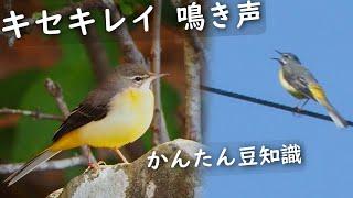 セキレイ鳴き声 鳥見メモ