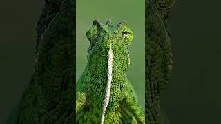 Nature's 360 Degree camera  | Indian chameleon  #shorts  #ytshorts #youtubeshorts  #wildlife