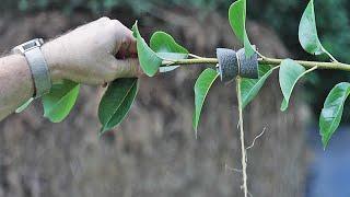 2 Tricks for Keeping Fruit Trees Small (Do this right now!)