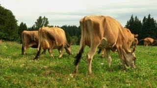 Jersey Cows: A Dairy Farmer's Commitment to Tradition and Quality