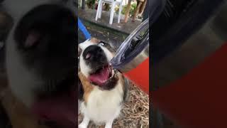 Dog Walking In Florida is HOT - Ripley Stays Hydrated - Talking Australian Shepherd Puppy