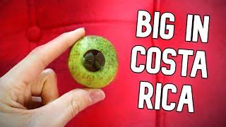 CAS! - The Rare Guava That is Hugely Popular in Costa Rica - Weird Fruit Explorer