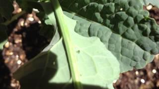 How to Identify Cabbage Moth Eggs and Deal with Them Early