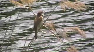 Голос дроздовидной камышовки (лат.  Acrocephalus arundinaceus)