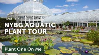 NYBG's AQUATIC PLANT Tour — Ep. 392