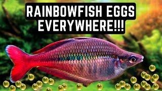 Breeding Rainbowfish for the First Time!