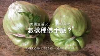 美國生活 365 -- 我的小菜園 -- 怎麼種佛手瓜(合掌瓜)?