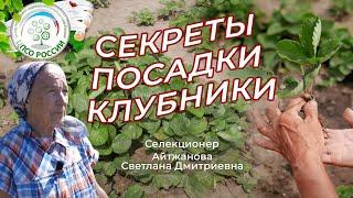 Посадка клубники. Все секреты посадки клубники, земляники в одном видео.