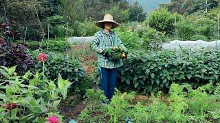 The joy of harvesting and eating straight from the organic garden~!!