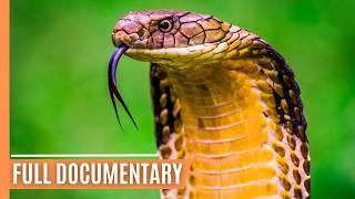 Cold-Blooded Wonders - The Secret Lives of Snakes and Lizards | Full Documentary