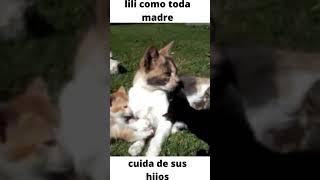 mi gata lili  cuidando  de sus hijos  madre #2 #shorts