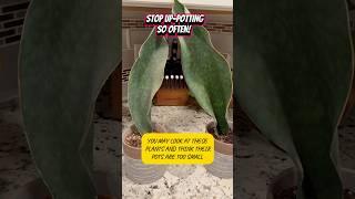 STOP REPOTTING NOW! Watch this! #plants #houseplants #SnakePlants