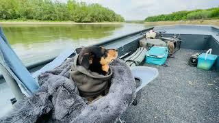 Drava cruising with my new boat - great river bend  at Gat naselje