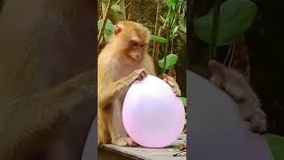 Monkey’s curiosity