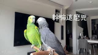 灰鸚鵡自導自演罵神經病｜麻花劇場   @大麻小花 twistedbirds | 灰鸚鵡&亞馬遜鸚鵡 | talkative grey parrot in Mandarin Chinese