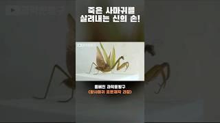 죽은 사마귀를 살려내는 신의 손! #왕사마귀#왕사마귀 표본#사마귀