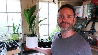 Best Houseplant For Beginners  ~ Aspidistra - Cast Iron Plant