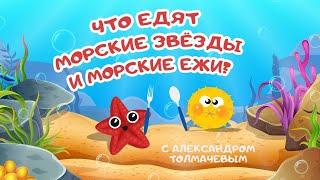 "Что едят морские звёзды и морские ежи?" Познавательная программа с Александром Толмачевым