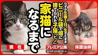 【感動】生きたままビニール袋で捨てられた子猫が 幸せな家猫になるまで【まとめ】