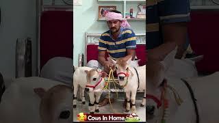  1 To 2 feet height cattle shortest cows breed #youtube #viral #reels #miniature #trend #youtube