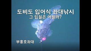 부흥호좌대 도비도 입어식 바다좌대 낚시 우럭 입질은 어떨 까?  일부 수중영상 포함  sea fishing  Rockfish fishing  Water Wolf Camera