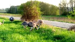 Nandus in Mecklenburg - Hahn mit Hennen - Frühjahr 2018