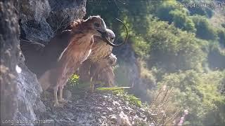 מבול שפנים ונחשים - Israel Raptor Nest Cam - עופות דורסים בשידור חי