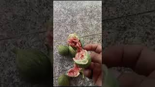 Figs Recipes  #youtube #fruit #garden #figfruit #farming #figlife