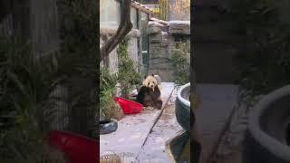 大海!吃货熊
