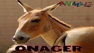 Animals video |  The onager | facts about animals