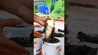 Radish harvesting #shorts #gardening #v87garden #radish