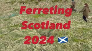 Ferreting Scotland 󠁧󠁢󠁳󠁣󠁴󠁿