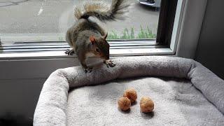 Squirrel comes inside again and finds nuts in the cat's bed