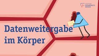 Das Hormonsystem - So steuern Hormone unser Verhalten und unsere Gefühle | Wissen ist gesund