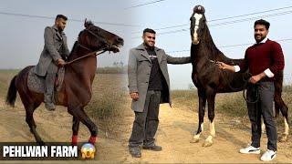 ⁠@abhinavhoon Ke Commando Horse Ne Ride se Gira Diya