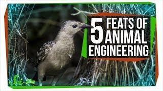 5 Amazing Feats of Animal Engineering