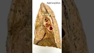 Right lung  #anatomy #medical #humanbodysystem #nursing #youtubeshorts #doctor