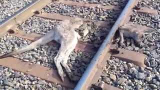 Kangaroo cut in half by train