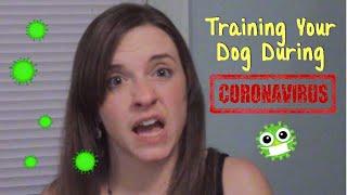 Coronavirus and Dogs - Train at Home with Atta Pup!