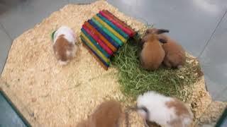 Pet Expo  awesome new baby bunnies 11/27/17