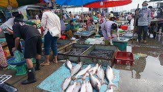 Morning Fish Market @Prek Phnov Bridge - Walk Around Phsa Trey Prek Phnov Bridge on Wednesday