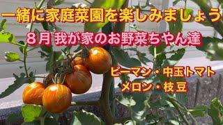 みんなで一緒に家庭菜園を楽しみましょう🫑8月 我が家のお野菜ちゃん達 ピーマン・中玉トマト・メロン・枝豆 ご紹介