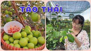 Cây Táo Thái tứ quý | 0386569374 - Ngọc Ngân Bến Tre | Chuyên cây độc lạ