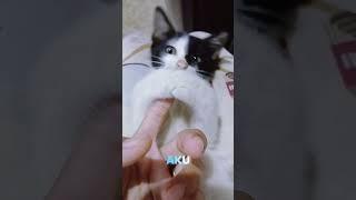 #bubu #miko #miki #milo #bubumikomikimilo #shorts #shortsvideo #shortsfeed #shortsviral #cat #video